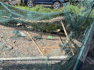 農舍9隻雞遭滅口 台灣黑熊犯案畫面全都曝