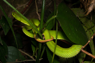 天降小绿蛇！他用手拍掉惨被咬 网惊：差点登出人生