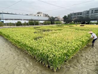 興大與瑞士團隊重大進展 提高水稻維他命B1含量3倍以上