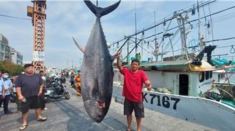 屏東第一鮪驗明正身 船長樂喊：自己像情竇初開的少女