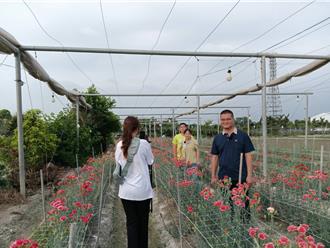 行銷田尾康乃馨 農會拍逗趣短片助花農