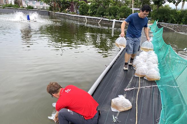 國立台灣海洋大學為改善宜蘭沿海鄉鎮產業沒落及人口外流問題，透過USR計畫「智慧樂活水產村」，幫助漁村產業升級及創生，獲得2024第五屆《遠見》USR大學社會責任獎肯定。圖為計畫協助業者投放魚苗。（海洋大學提供／徐佑昇基隆傳真）