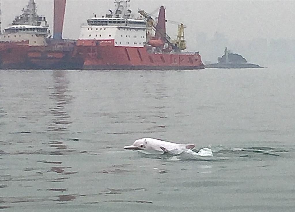 [新聞] 金廈海域驚現「中華白海豚」群游 漁民曝