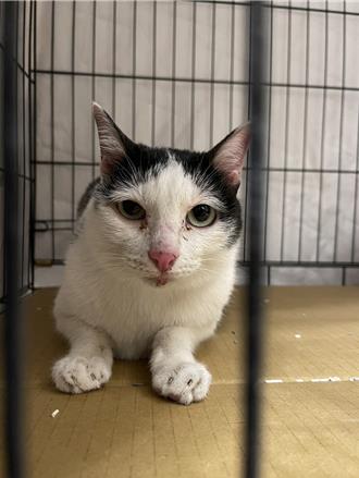 躲貓貓結束！「歐膩」回家了 天王星奇蹟5貓全救援成功