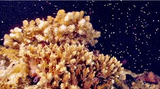 不用潛水也能看 墾丁珊瑚產卵 直播時段出爐