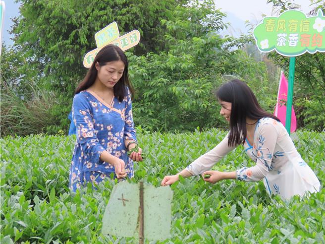 大陆湖南白沙溪茶厂18日「茶香春韵‧乐享生活」2024白沙溪谷雨採茶节活动，吸引民眾到场採茶，体验茶农乐趣。（朱绍圣摄）