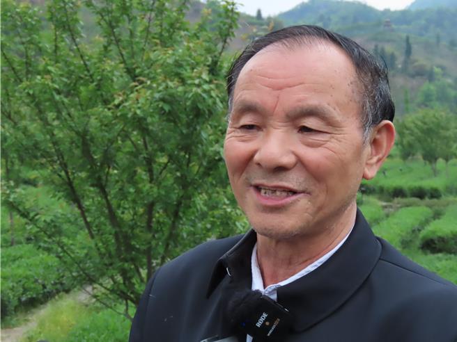 沅陵县茶业协会会长张干发介绍，2015年县政府率团来台考察，学习茶业管理与制作等各项技术，在2016年开始打造眼前的辰龙关旅游度假区。（朱绍圣摄）