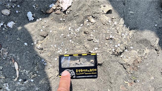 晁瑞光表示，一張明信片約有好幾百顆塑膠原料粒。（晁瑞光提供／曹婷婷台南傳真）