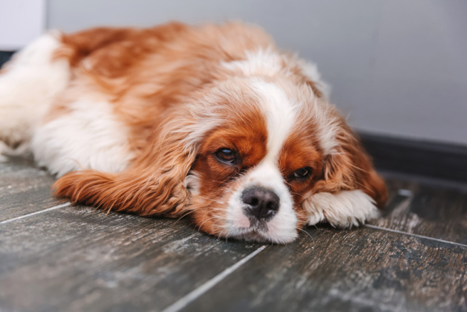 近期有不少民眾收到讯息，对方声称朋友参加摄影大赛，希望能「帮忙投票」衝人气。( 示意图 : shutterstock / 达志 ) 