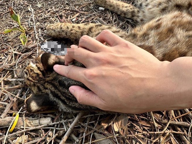 网友在脸书社团「爆料公社二社」贴出石虎遭路杀的照片，指其19日上班由彰化花坛东外环道前往台中市的路上，发现石虎被路杀。（翻摄脸书爆料公社二／孙英哲彰化传真）