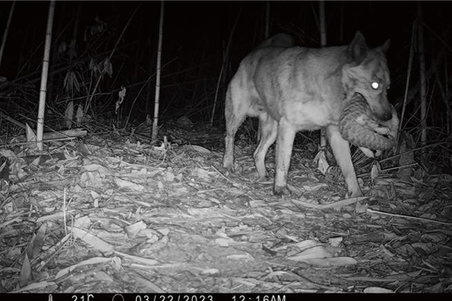 狗与穿山甲都是无辜的，一张照片道出台湾流浪动物纠结已久的难题。（刘伟苹提供／袁庭尧高雄传真）