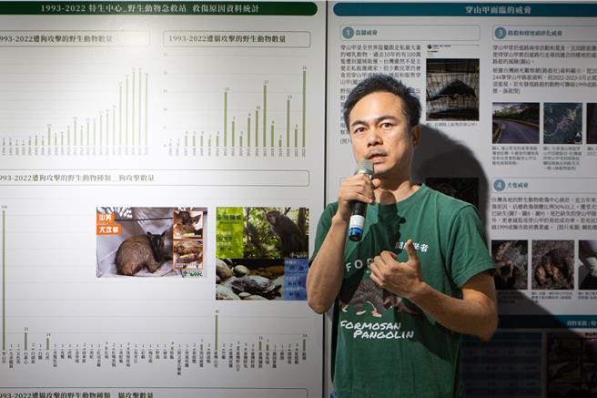 国立屏东科技大学野生动物保育研究所助理教授孙敬闵表示，穿山甲一旦被浪犬咬伤断尾，会造成育儿困难，野放存活率也不到1成。（袁庭尧摄）