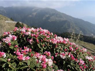 花蓮強震損壞太魯閣設施 合歡山杜鵑花季賞花改道