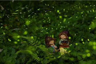 六福萬怡攜手茶農推夜賞螢活蟲 房客享優惠、6歲童免費