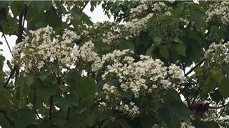 全台6大赏桐景点彰化占3个 桐花季揭幕赏花还有主题活动