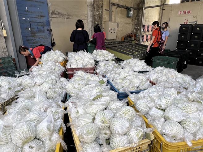 內門農會員工近日忙著將甜蜜多汁的內門惡地鳳梨裝櫃外銷日本，成為農會外銷的亮眼典範。（高雄市農業局提供／林雅惠傳真）