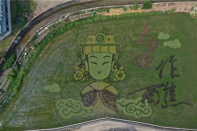 苑裡鎮農會知名稻田彩繪，今年邁入第23年，今年苑裡鎮農會以「瘋媽祖」為主題，以大甲媽成為彩繪主題。（苑裡鎮農會提供／謝明俊苗栗真）