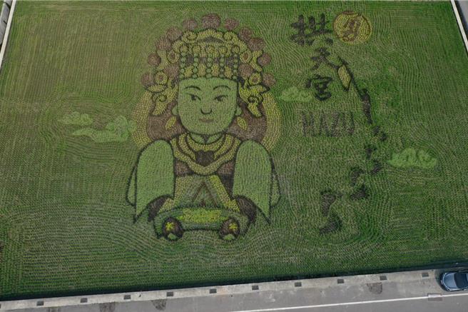 苑裡鎮農會知名稻田彩繪，今年邁入第23年，今年苑裡鎮農會以「瘋媽祖」為主題，以白沙媽為彩繪主題。（苑裡鎮農會提供／謝明俊苗栗真）