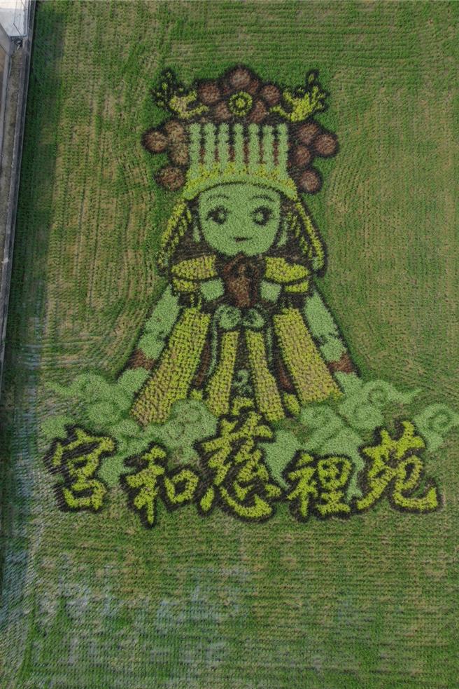 苑裡鎮農會知名稻田彩繪，今年邁入第23年，今年苑裡鎮農會以「瘋媽祖」為主題，以苑裡慈和宮媽祖成為彩繪主題。（苑裡鎮農會提供／謝明俊苗栗真）