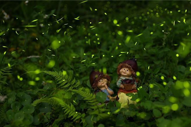 六福萬怡以「共遊、共玩、共學」為理念，攜手南港茶山在地茶農「台北女兒茶」推出「夜賞螢火蟲」活動，將帶領賓客前進茶山探尋螢火蟲的蹤影。（台北女兒茶提供）