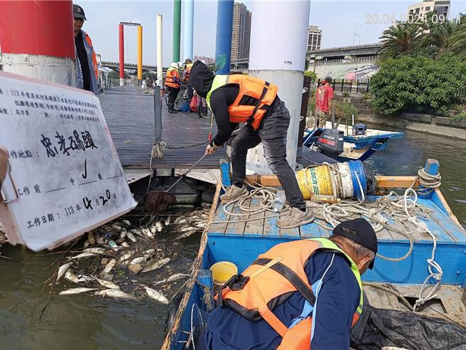 19日起新店溪至淡水河交匯处两岸陆续发现有鱼群暴毙，双北已启动「死鱼紧急应变机制」。（新北市环保局提供）
