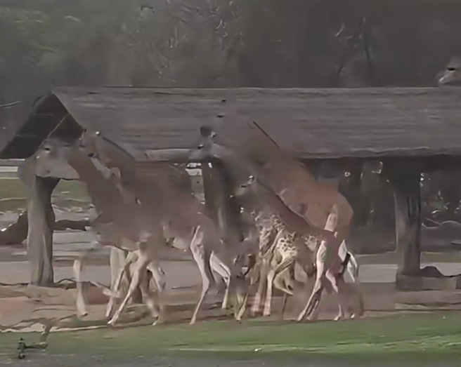 大陸廣東18日出現雷暴天氣，有遊客在廣州長隆野生動物園拍到，下暴雨之前長頸鹿、斑馬集體狂奔的震撼畫面。(翻攝自微博)