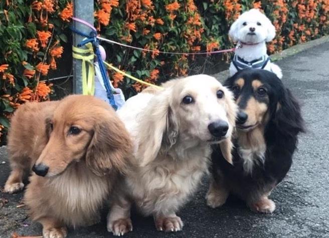 农业部近日再发布「宠物用品选购指南」，并聚焦在养量较多犬、猫，参考《动物保护法》规定与提及的用品为范畴，集结国际宠物用品规范原则与专家学者意见，提供饲主或消费者选购及使用宠物用品建议。（报系资料照）