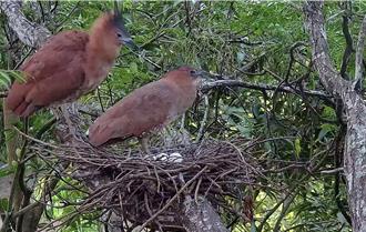 水道博物馆推「大笨鸟」育雏实况 受限国定古蹟藉丰富生态吸客