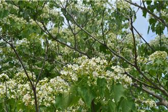 苗栗桐花祭迎4月限定美景 大湖薑麻園浪漫登場