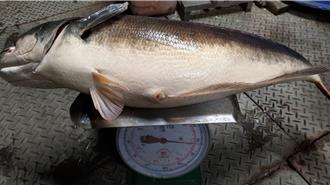 日月潭魚虎大爆發 釣客捕獲抱卵胖魚虎 驚呼「阿嬤養的」