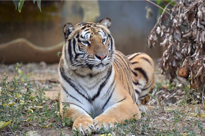 新竹市立动物园与六福村正式签约缔结为姊妹园，同时也公布投票结果，新老虎名称为「困宝」。（新竹市政府提供／王惠慧新竹传真）