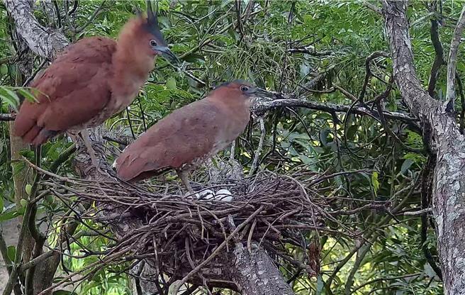 山上水道博物馆即时监控园区内的黑冠麻鹭育雏情形。（馆方提供／曹婷婷台南传真）
