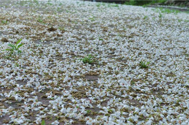桐花盛开如同四月雪。（苗栗县政府提供／李京升苗栗传真）