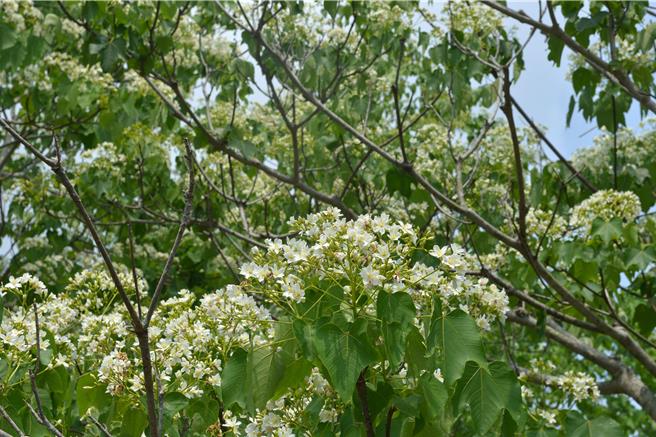 满山头桐花盛开。（苗栗县政府提供／李京升苗栗传真）