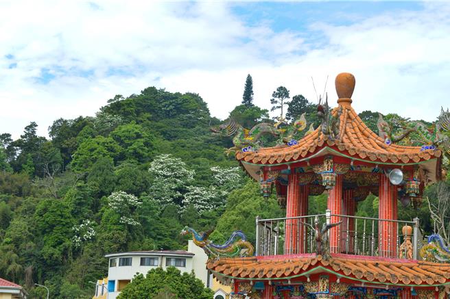 大湖圣衡宫可以俯瞰辽阔山景，山头处处可见桐花盛开。（苗栗县政府提供／李京升苗栗传真）