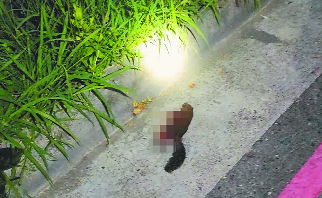 台南市善化坐驾里19日晚间无预警停电1小时，台电指是松鼠碰触馈线设备，导致设备意外跳脱造成停电。（台电台南区处提供／曹婷婷台南传真）