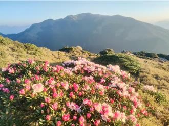 合歡山主峰步道封閉整修 網友怒轟不樂見國家公園水泥化