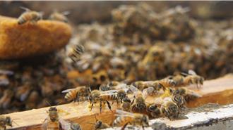 苗栗蜂蜜收成不到以往2成 評鑑比賽也停辦縣府為蜂農發聲