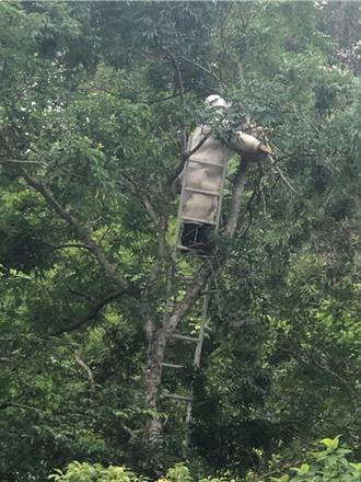 荔枝龍眼開花率銳減 桃園今年蜂蜜產量少2成