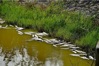 云林宜梧滞洪池余万鱼群暴毙 疑久旱未雨成致死主因