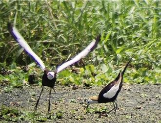 屏縣海豐溼地生態池重啟 凌波仙子水雉現蹤跡