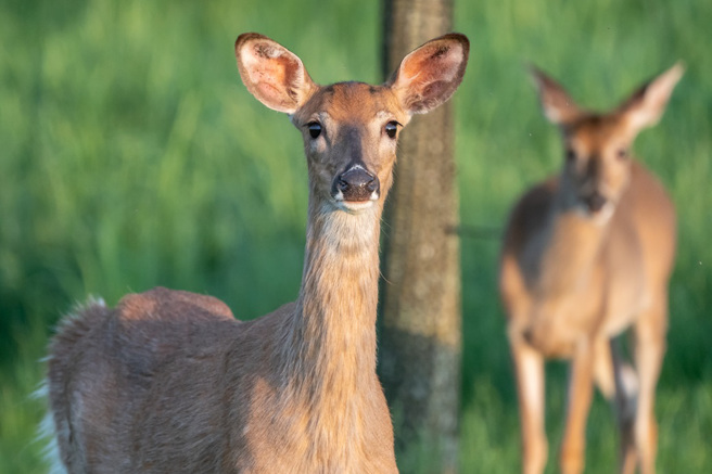 美国2名猎人食用「殭尸鹿肉」后，罹患神经系统疾病，出现发狂攻击等症状，并于1个月后过世。（示意图：Shutterstock／达志）