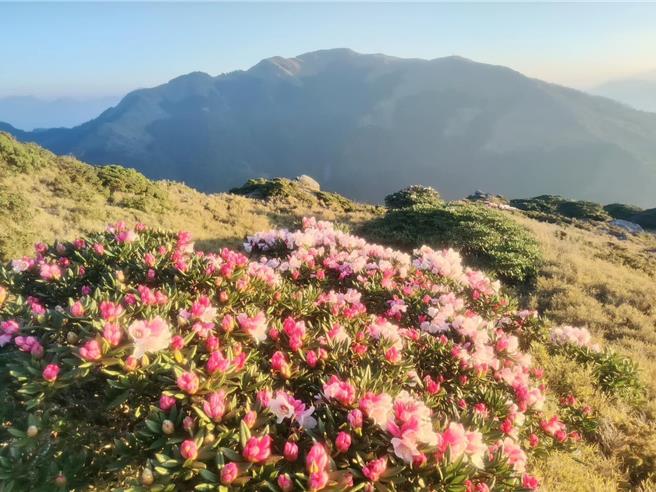 合欢山杜鹃花季登场，太管处却封闭最好走的合欢主峰步道，网友抱怨「花季才要封」。（太管处提供／杨静茹南投传真）