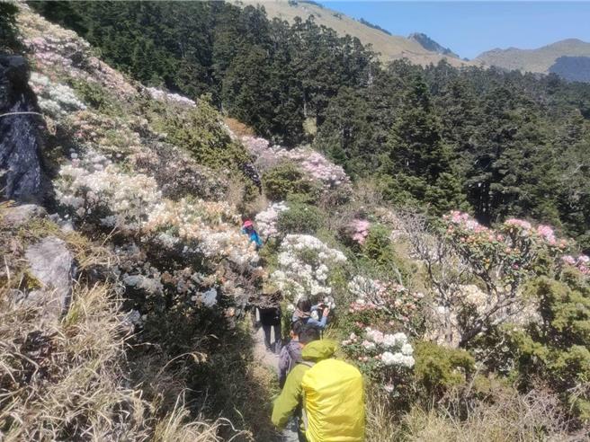 合欢山群峰满山遍野的玉山杜鹃盛开，彷佛上帝的花园，太管处解释春夏气候稳定，才在此刻封闭合欢山主峰步道并施工。（太管处提供／杨静茹南投传真）