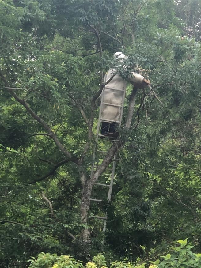 因今年荔枝龍眼開花率低，桃園市預估今年蜂蜜產量減少2成。（農業局提供）