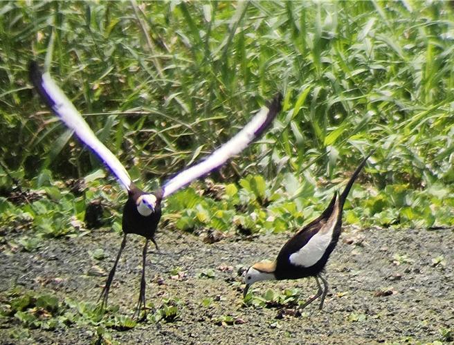 海丰溼地是二级保育类动物凌波仙子水雉的重要栖地之一。（罗琦文摄）