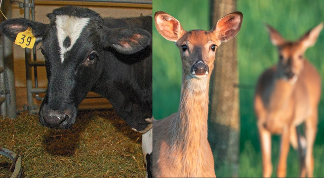 美国猎人食用鹿肉引发疑似殭尸病毒症状，苏一峰认为与狂牛症蛋白有关。（合成图／Shutterstock／达志／美国联邦疾管局）