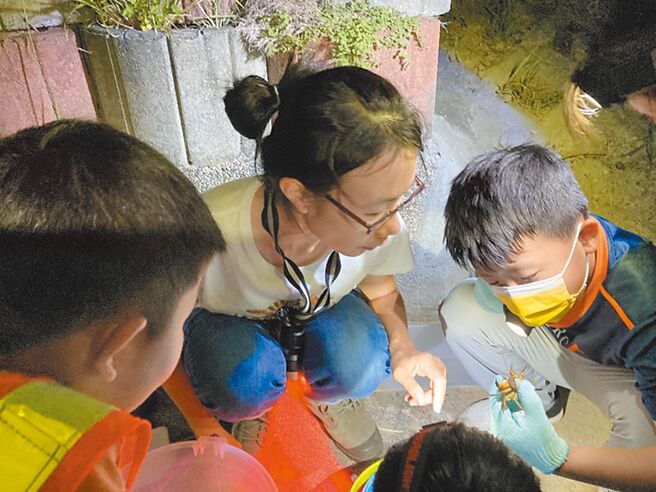 每年6至10月是高美溼地陸蟹繁殖季，志工在夜間展開護蟹行動。（台中市農業局提供／陳淑娥台中傳真）