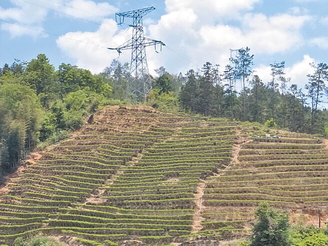 据闻双洋镇是水仙茶茶饼最早的产地。图为山坡上的茶树。（杨明摄）