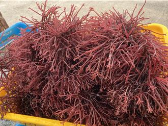 「麒麟菜」 搶鮮限量發售 金門水試所獨家供應！